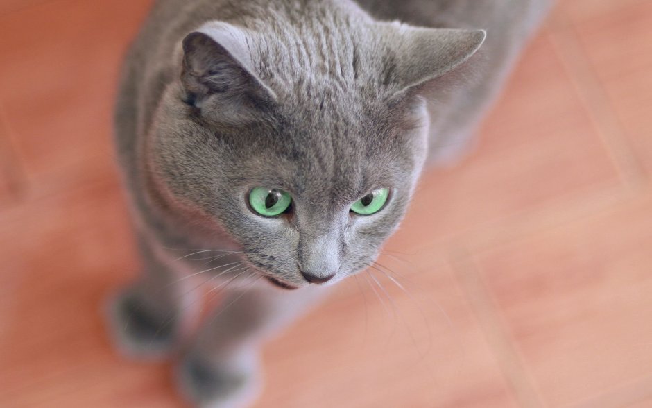 Светлые коты