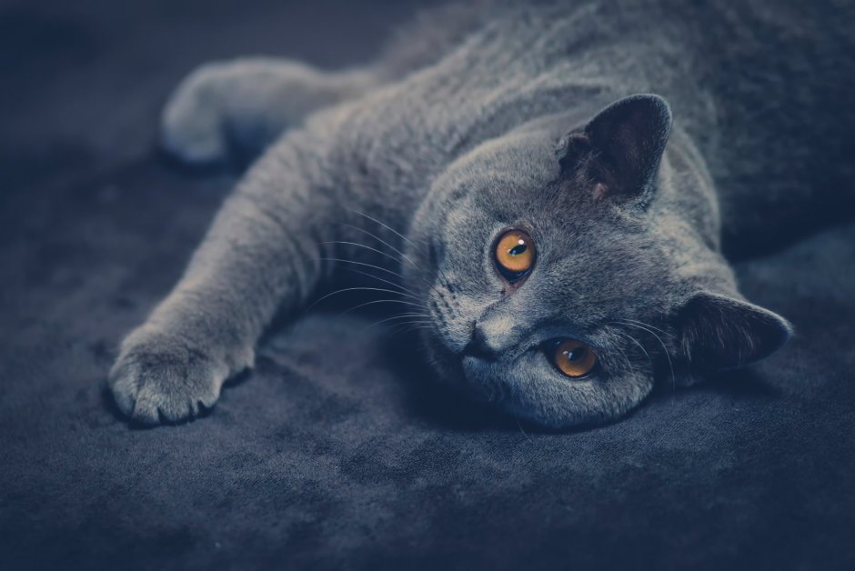 Кот с голубыми глазами арт