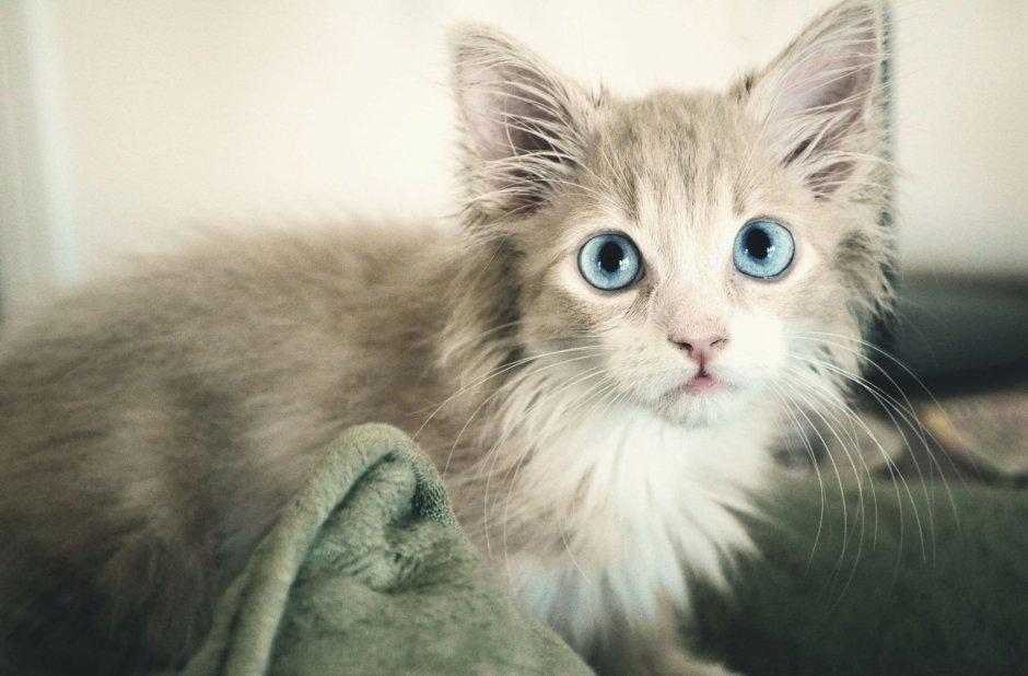 Кошка скоттиш фолд