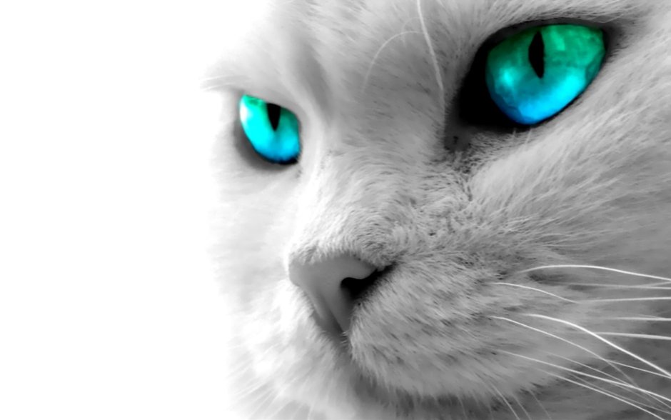 Шартрез кошка черная