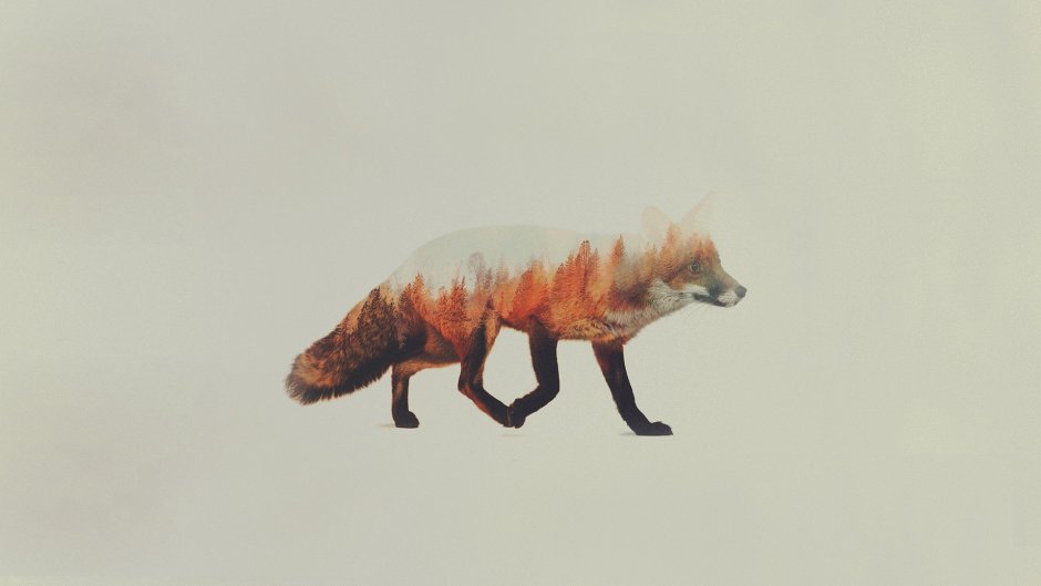 Kemono friends аниме лиса