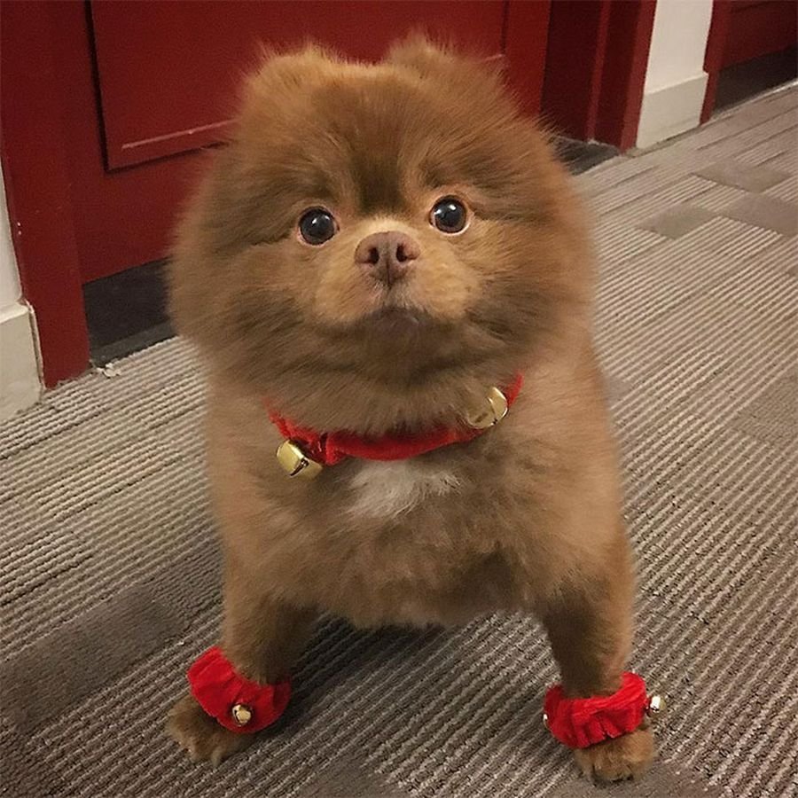 Бертрам шпиц-Медвежонок