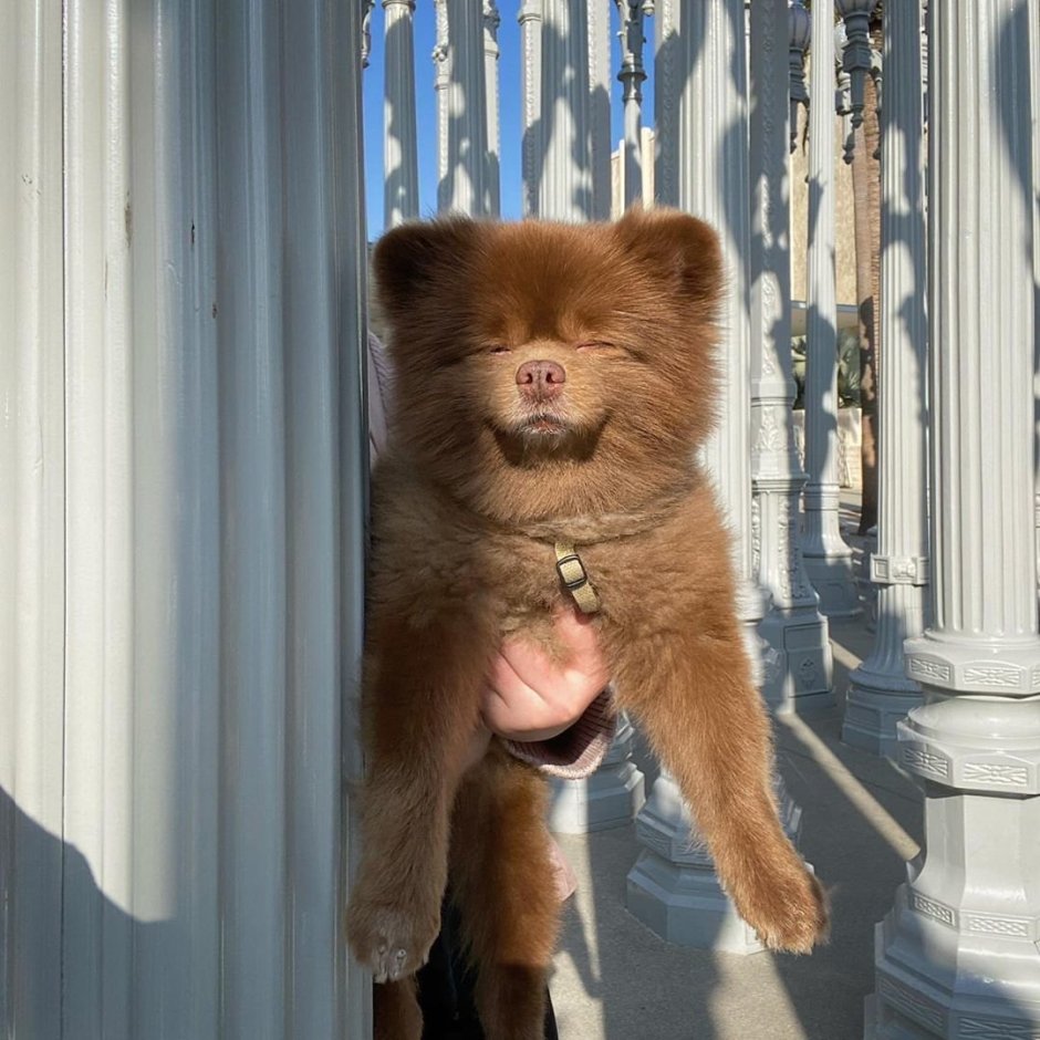 Бертрам шпиц-Медвежонок