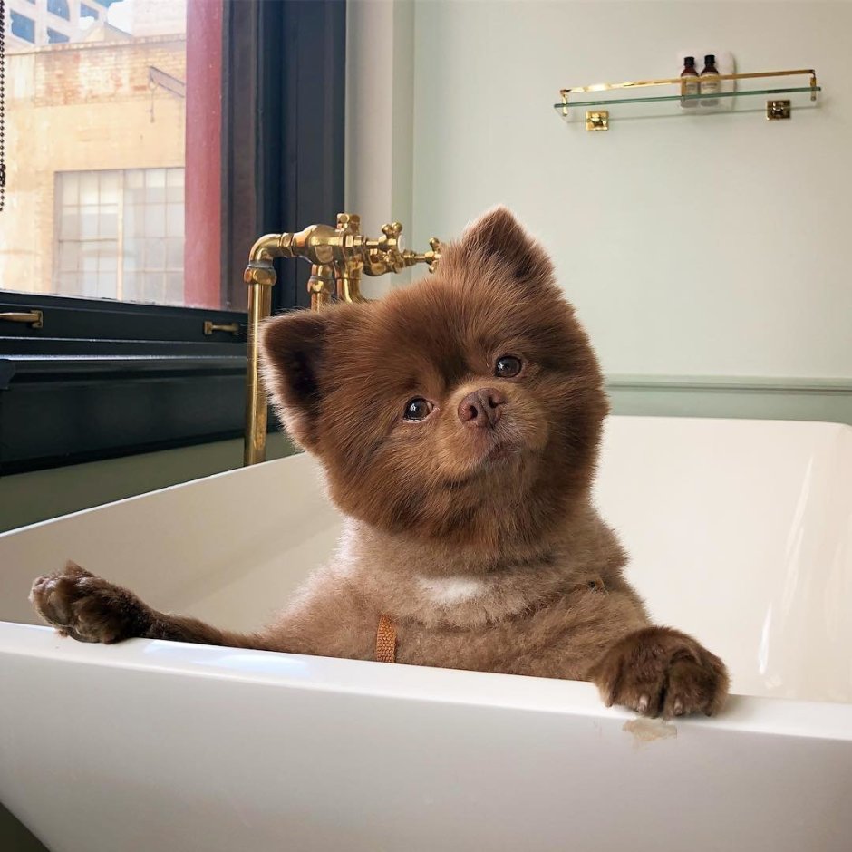 Шоколадный шпиц Бертрам