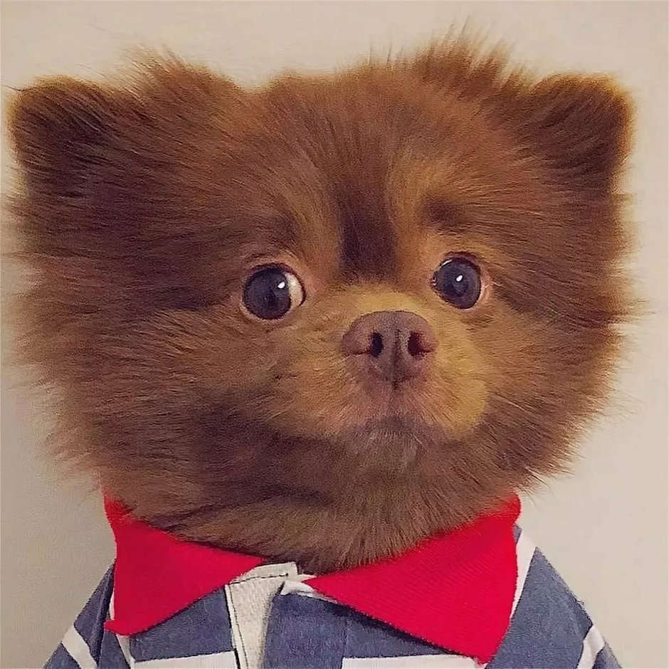 Бертрам шпиц-Медвежонок