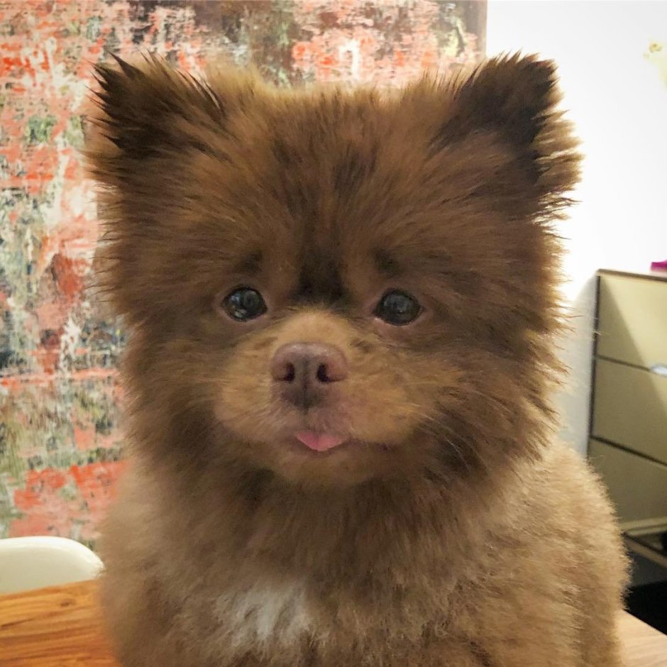 Бертрам шпиц-Медвежонок