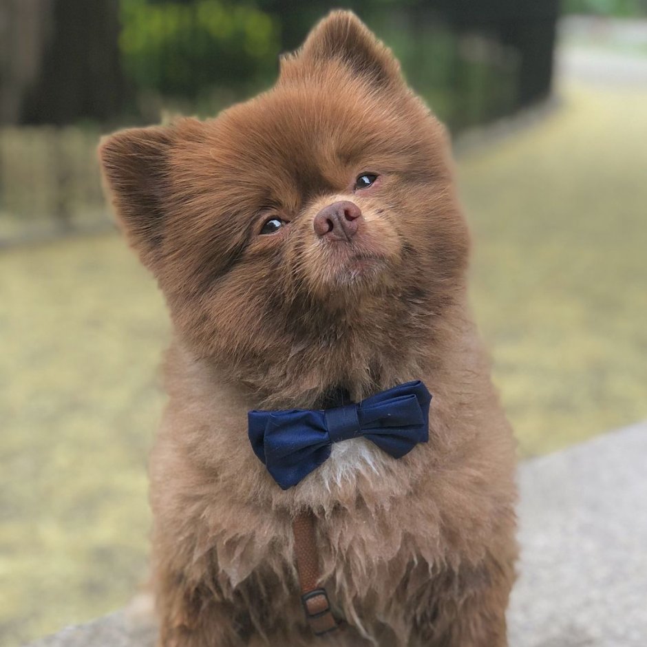 Померанский шпиц Бертрам