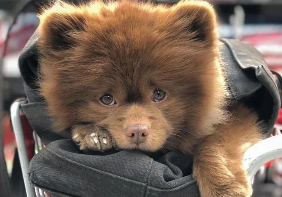 Бертрам шпиц-Медвежонок