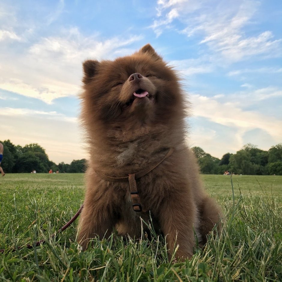 Шпиц Бертрам купить