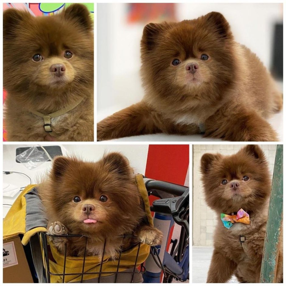 Померанский шпиц Бертрам