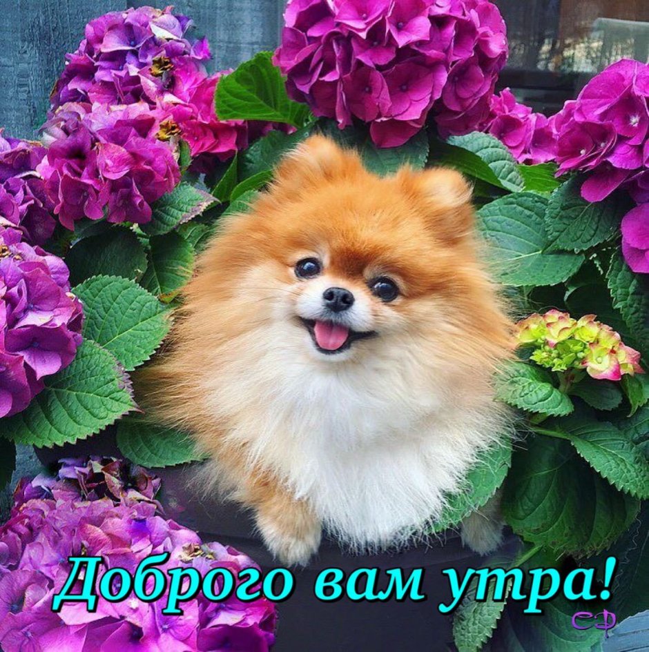 Бертрам шпиц-Медвежонок