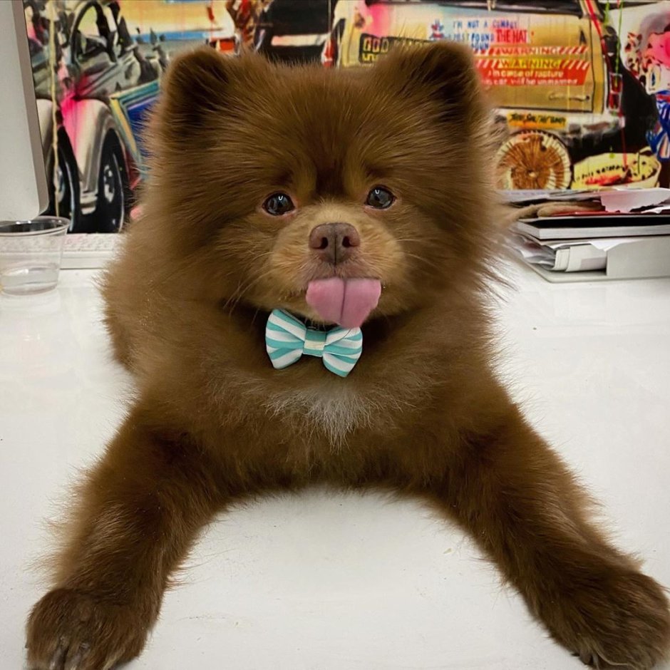 Померанцевый шпиц Бертрам