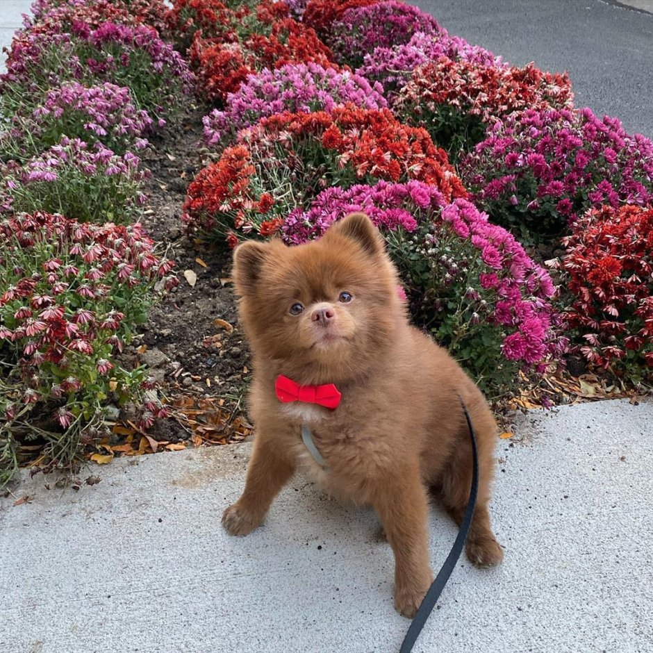 Бертрам шпиц-Медвежонок