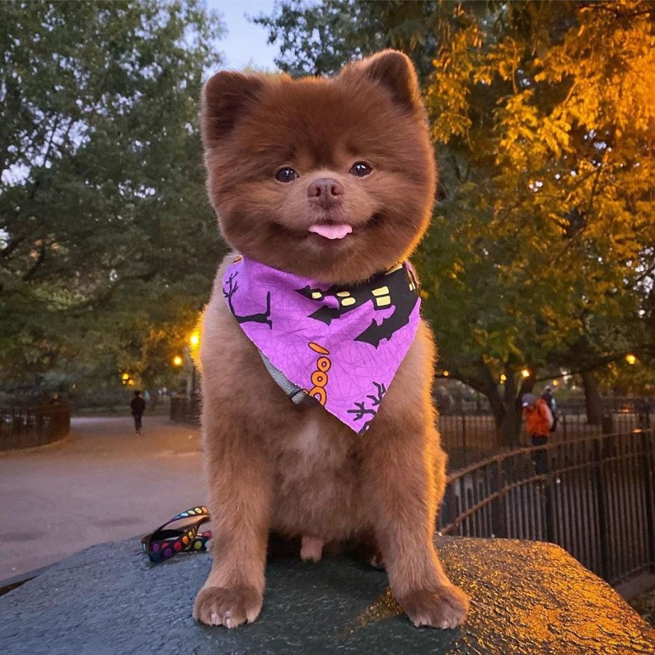 Померанский шпиц Бертрам