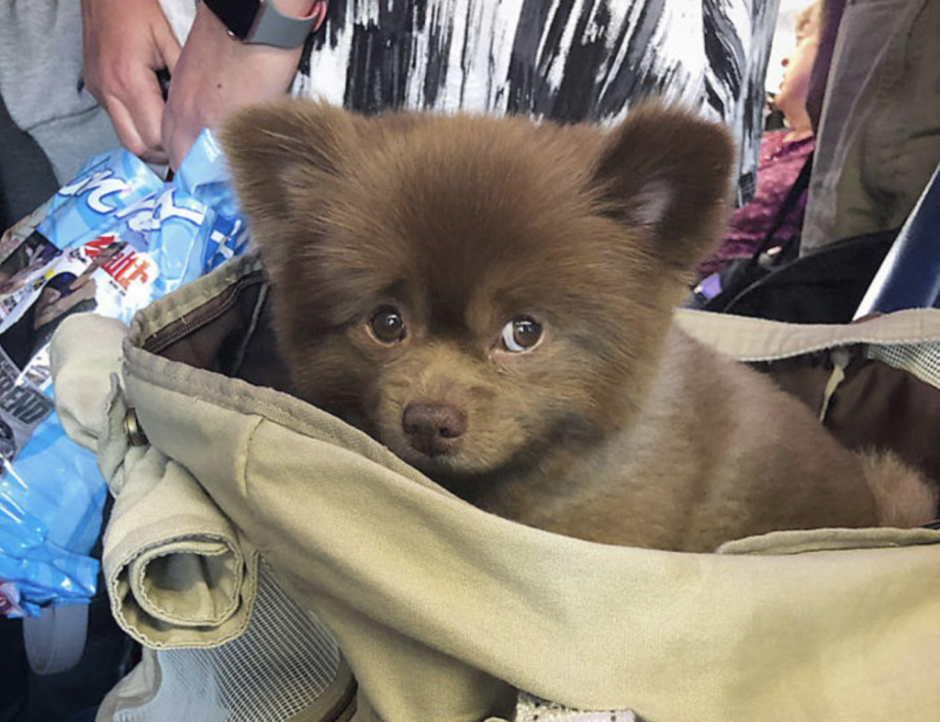 Померанский шпиц Тедди