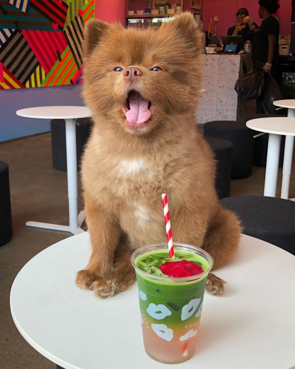 Шпиц Бертрам Паддингтон