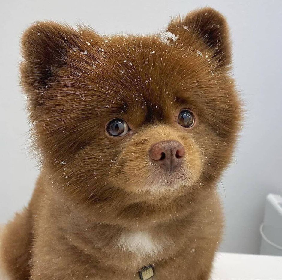 Бертрам шпиц-Медвежонок