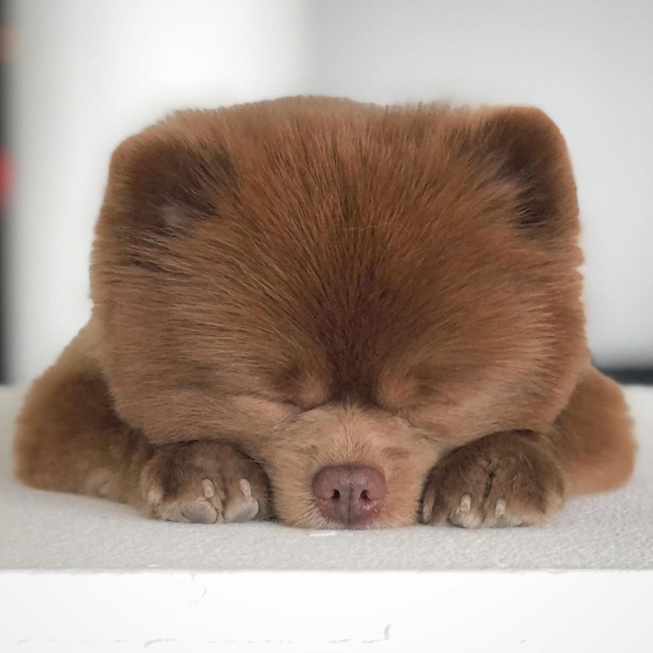 Померанский шпиц путешественник