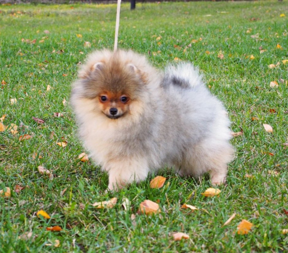 Померанский шпиц