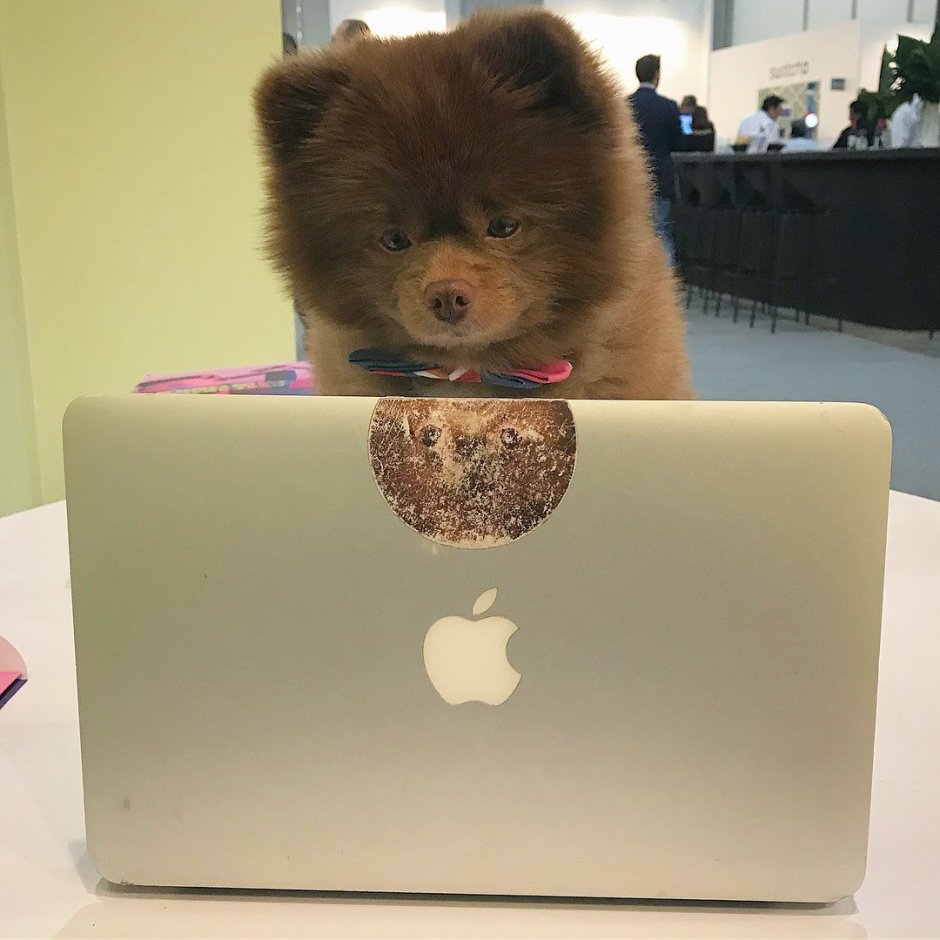 Померанский шпиц