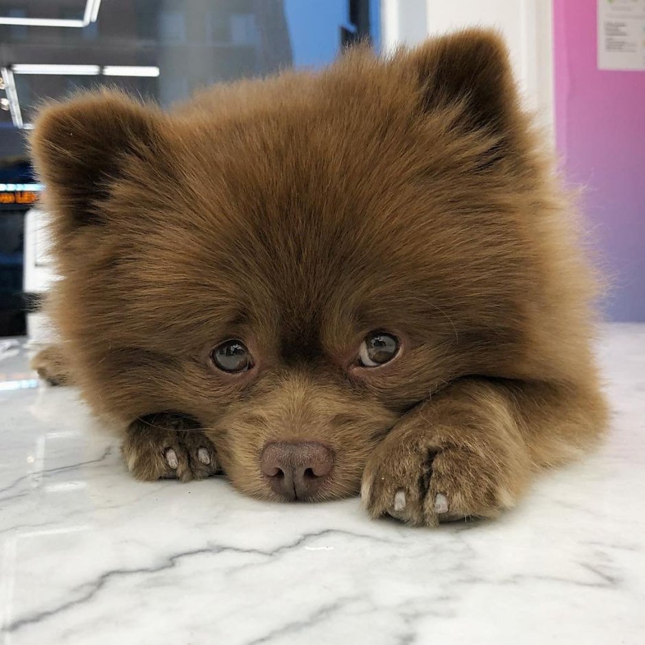 Померанский шпиц Бертрам