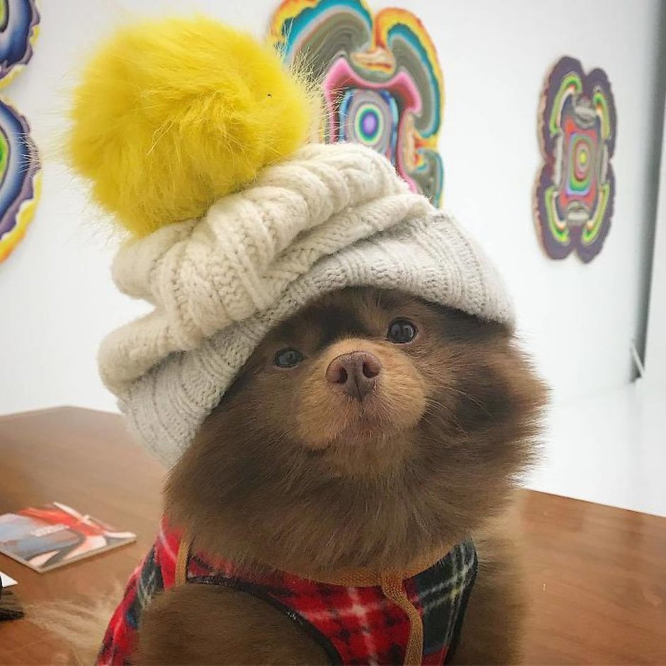 Померанский шпиц Медвежонок