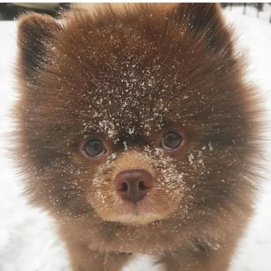 Шпиц карликовый белый