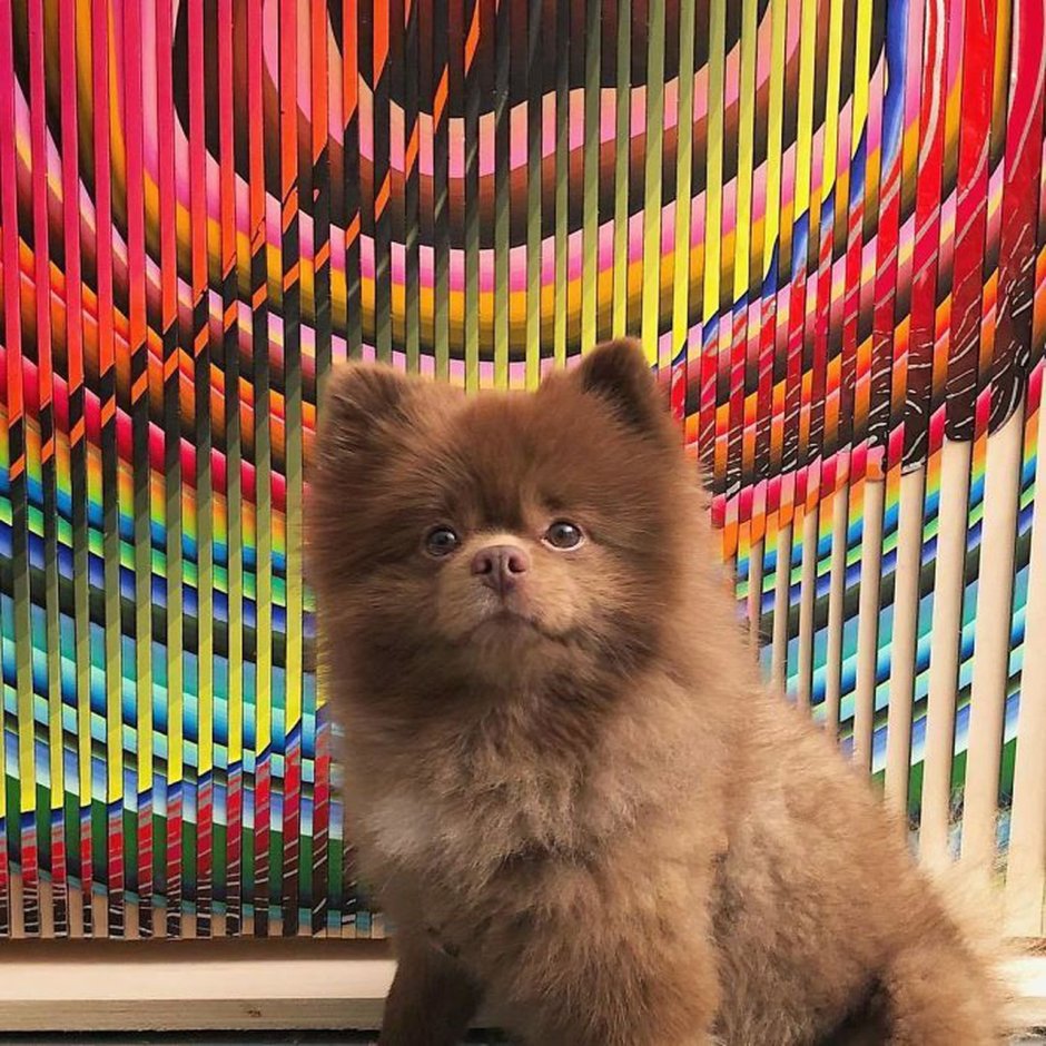 Шпиц Бертрам