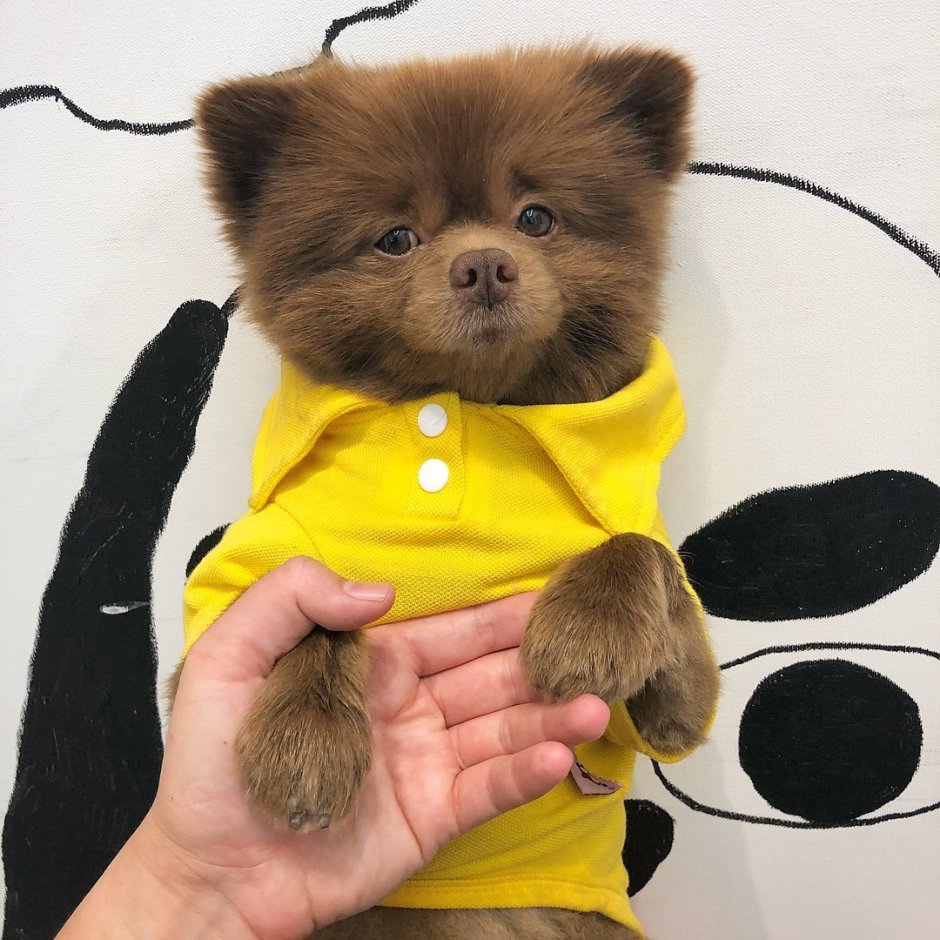 Белый померанский шпиц путешествие