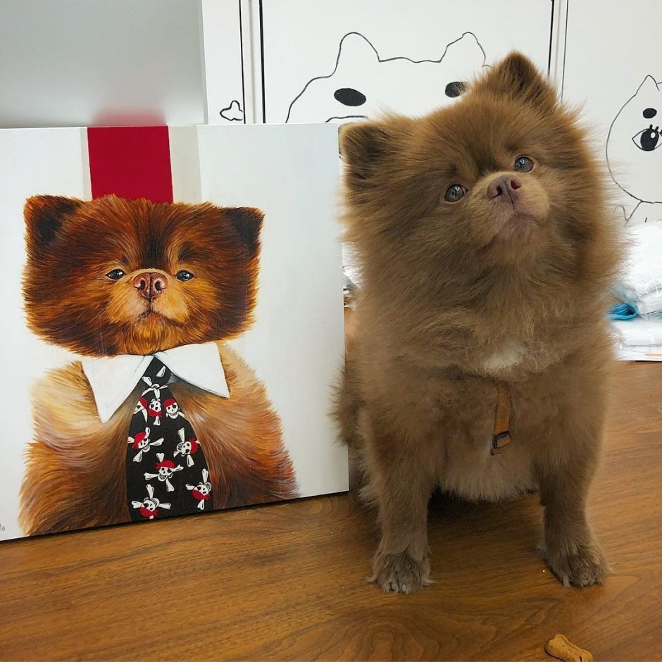 Шпиц как Паддингтон