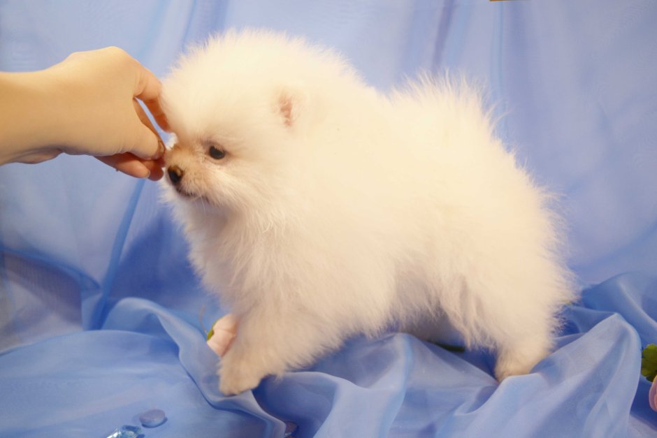 Злой померанский шпиц