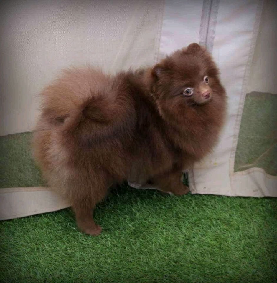 Стая шпицев померанских