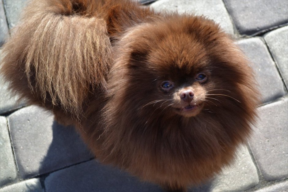 Шпиц померанский медвежьего