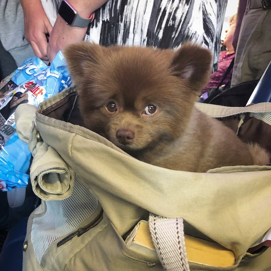 Померанский шпиц бертрам