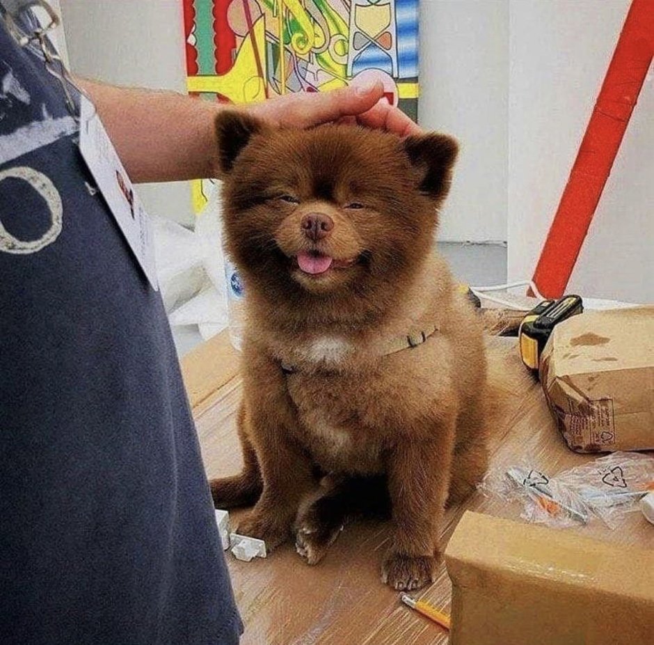 Шпиц Бертрам Паддингтон