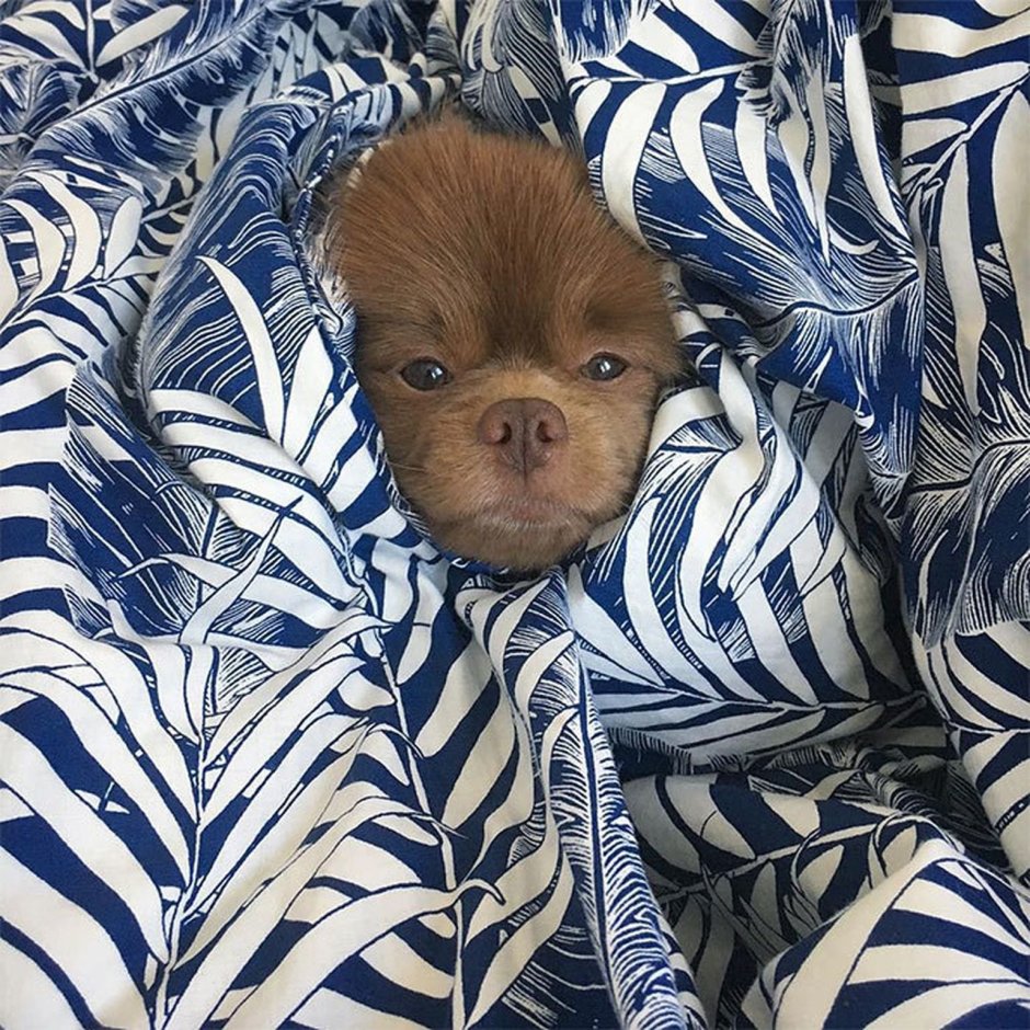 Померанский шпиц шоколадный