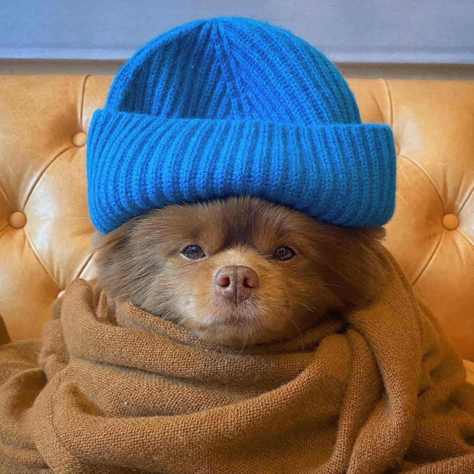 Лиловый померанский шпиц