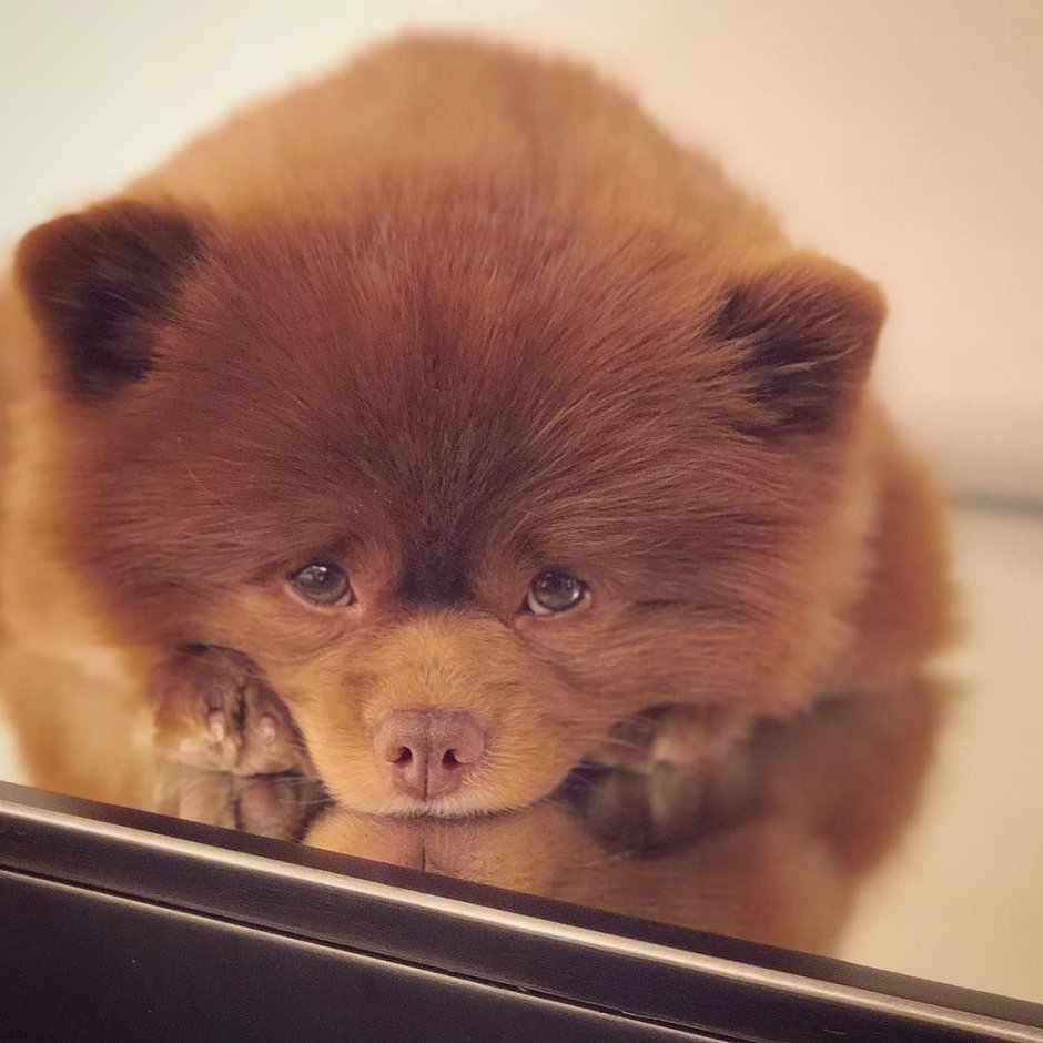 Померанский шпиц Бертам