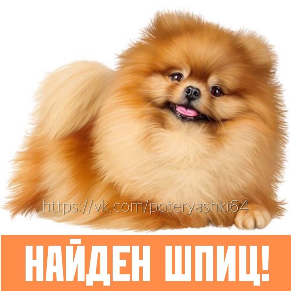 Померанский шпиц Бертрам