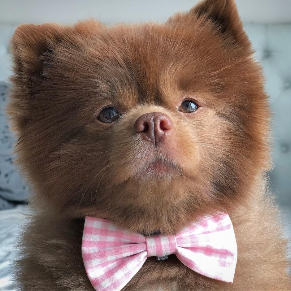 Померанский шпиц Бертрам