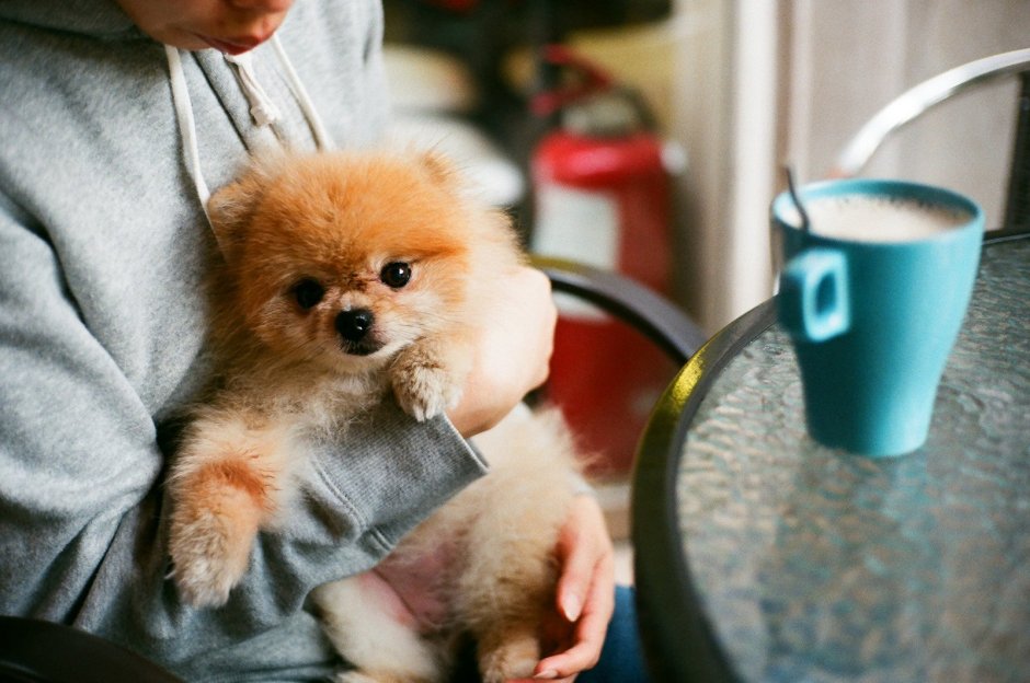 Померанский шпиц розовый