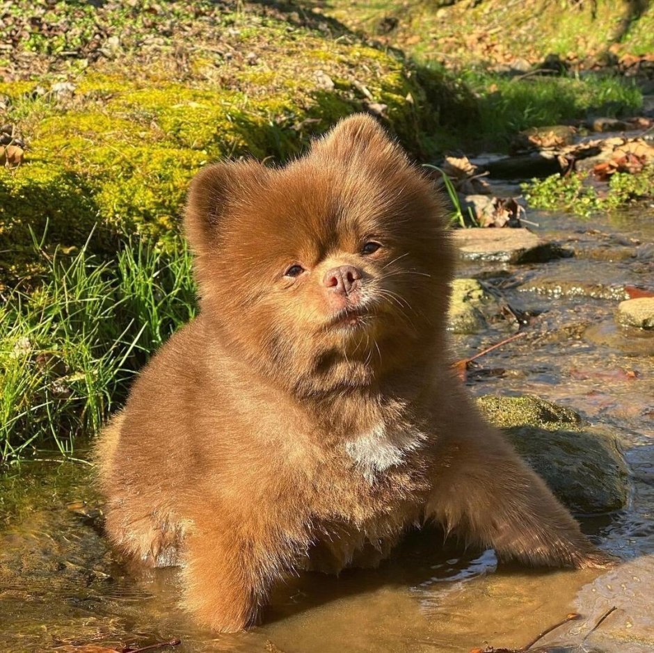 Шпиц Паддингтон