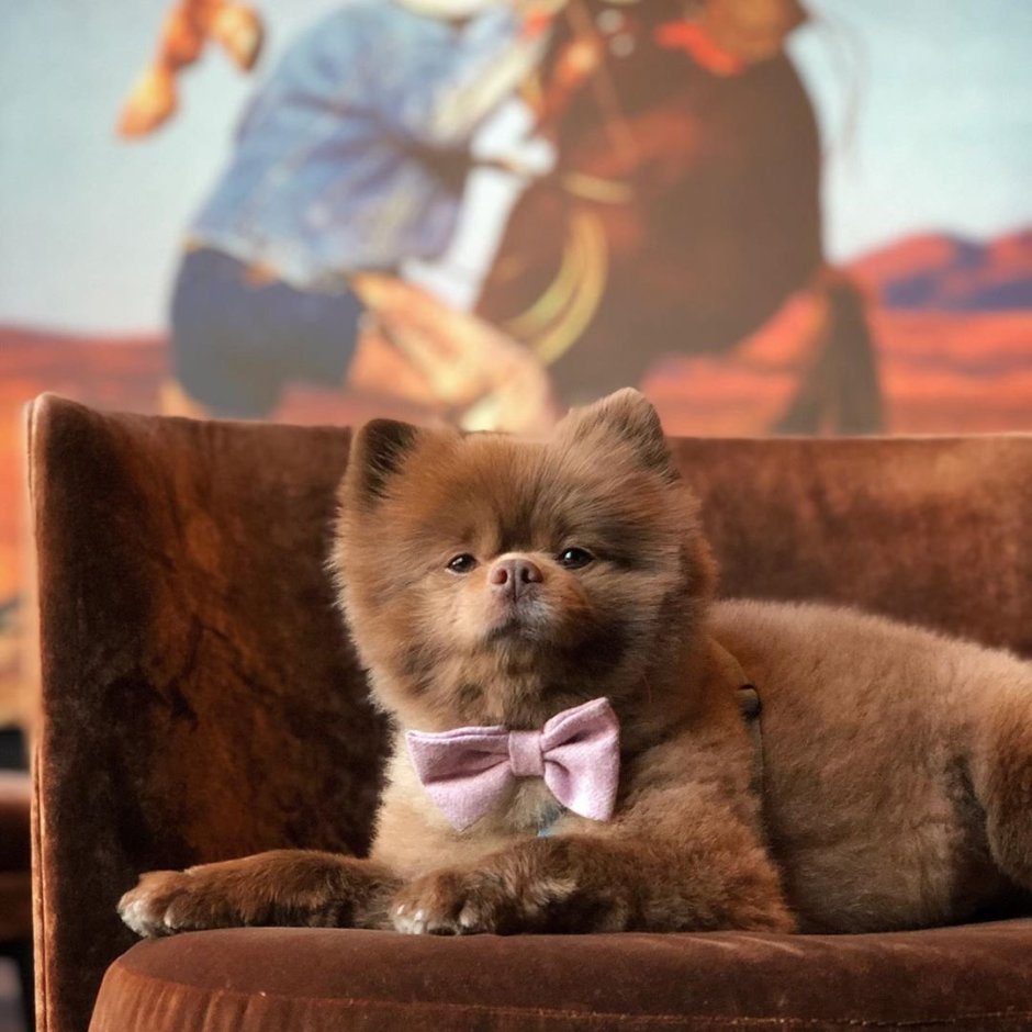 Померанский шпиц Бертрам