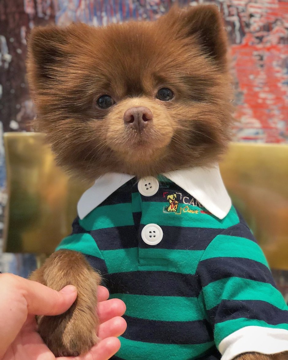 Шпиц померанский медвежьего рыжий