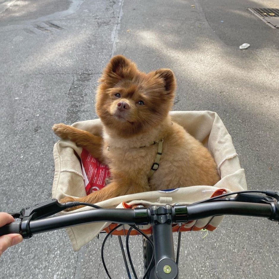 Шпиц Фантом