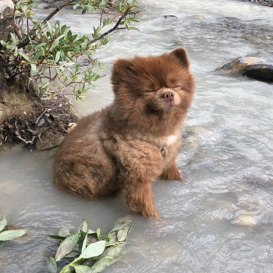 Шпиц Бертрам