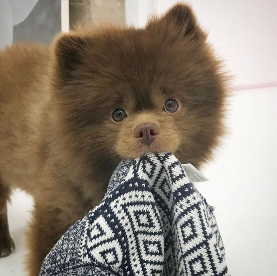 Бертрам порода собаки