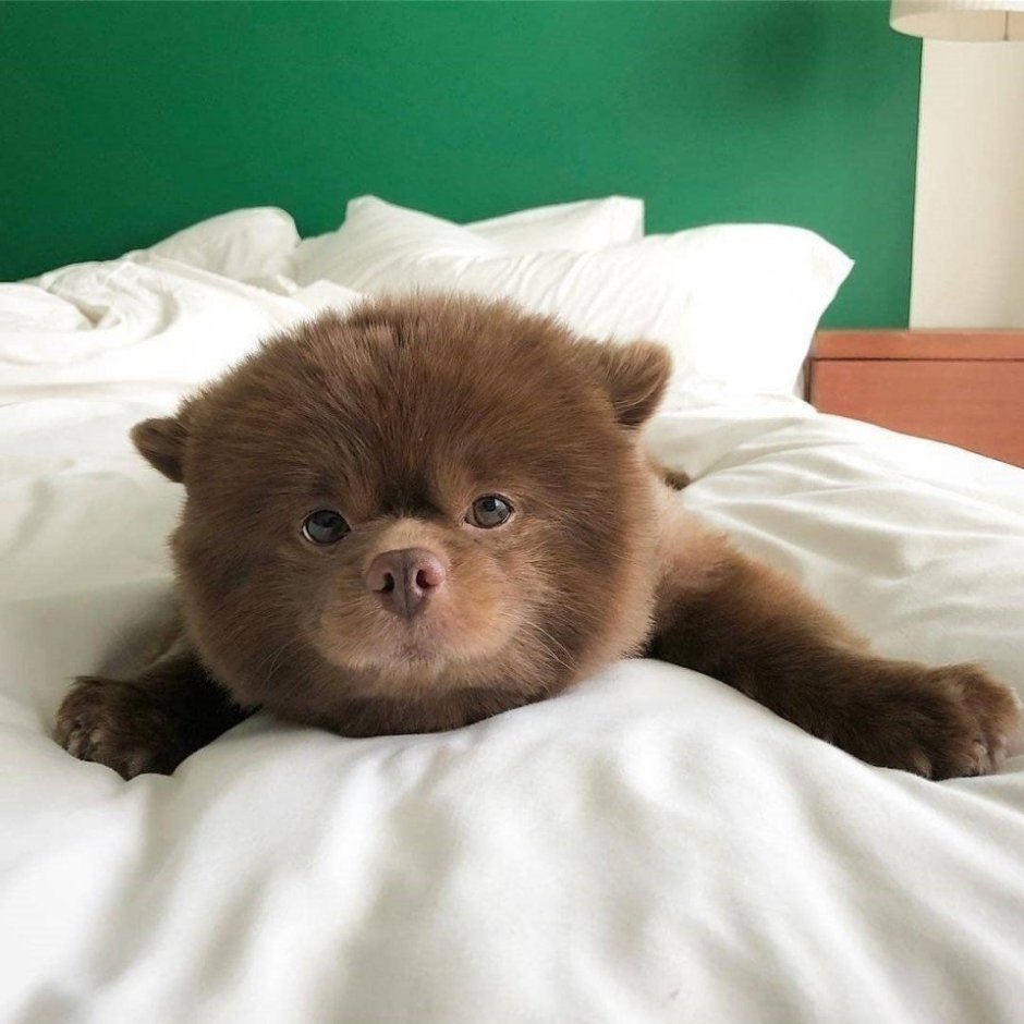 Померанский шпиц шоколадный