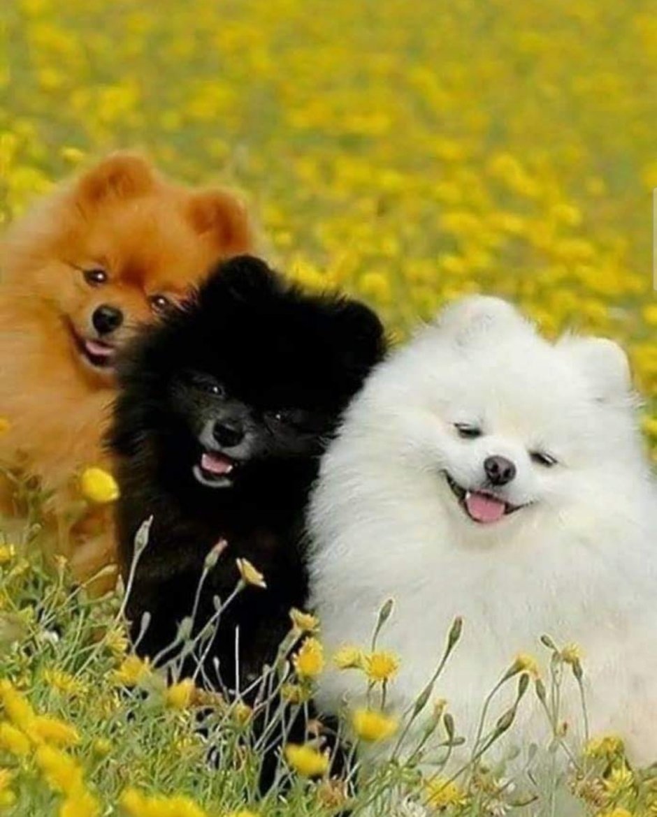 Померанский шпиц пушистый