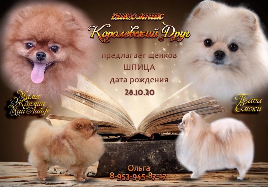 Померанский шпиц Медвежонок